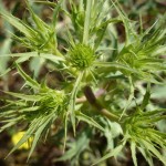 eryngium campestris_resultat