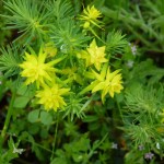 euphorbia cyparissias_resultat