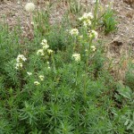 galium corrudifolium_resultat