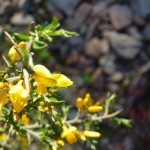 genista scorpius_resultat