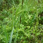 hordeum murinum_resultat