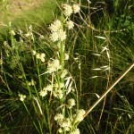 juncus conglomeratus_resultat