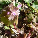 lamium hybridum_resultat