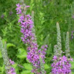 lythrum salicaria_resultat