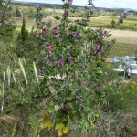 malva dendromorpha_resultat