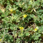 medicago littoralis_resultat