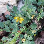 medicago rigidula_resultat