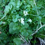 nasturtium officinale_resultat