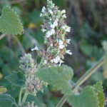 nepeta cataria_resultat