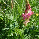 onobrychis viciifolia_resultat