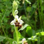 ophrys apifera_resultat