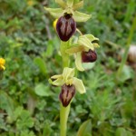 ophrys passionis_resultat