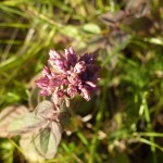 origanum vulgare_resultat