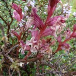 orobanche du thym