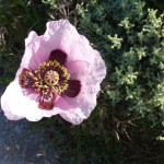 papaver somniferum_resultat