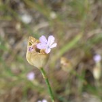 petrorhagia prolifera_resultat