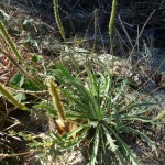 plantago coronopus_resultat