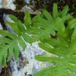 polypodium vulgare_resultat