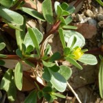 portulaca oleracea_resultat