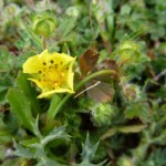 potentilla neumannia_resultat