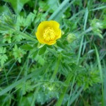 ranonculus bulbosus_resultat