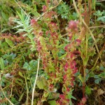 rumex bucéphalophorus_resultat