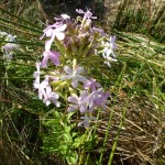 saponaria officinalis_resultat