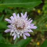 scabiosa succisa_resultat