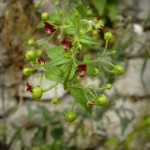 scrophularia peregrina_resultat