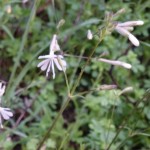 silene nutans_resultat