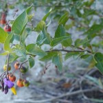 solanum dulcamara_resultat