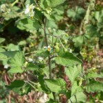 solanum nigrum_resultat