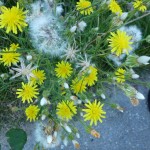 sonchus arvensis_resultat