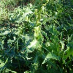 sonchus asper_resultat