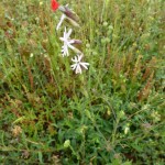 stellaria holostea_resultat