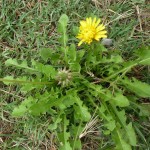 taraxacum fasciatum_resultat