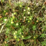 trifolium campestris_resultat