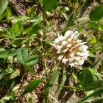 trifolium repens_resultat