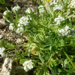 valerianella discoidea_resultat