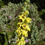 verbascum boerhavii_resultat