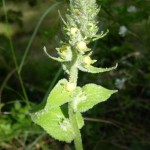 verbascum chaixii_resultat