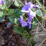 viola sylvestris_resultat