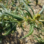 xanthium spinosum_resultat