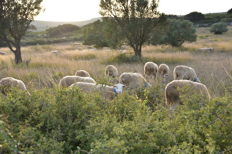 brebis dans la garrigue