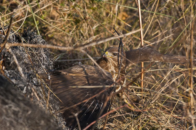 Buse variable