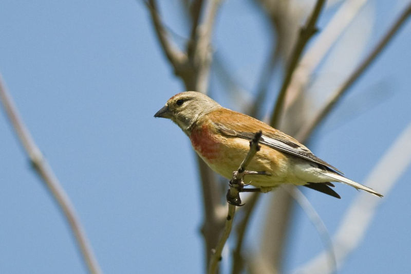 LINOTTE MELODIEUSE