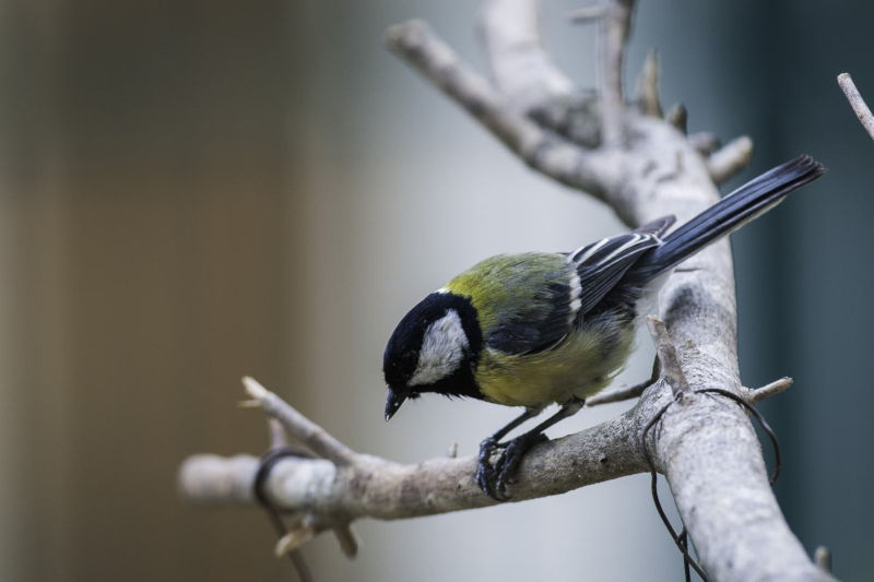 Mésange Charbonnière