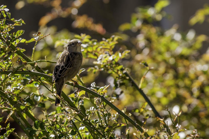 Moineau Domestique