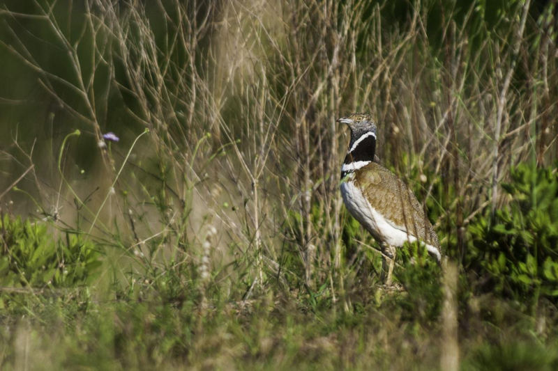 Outarde canepetière