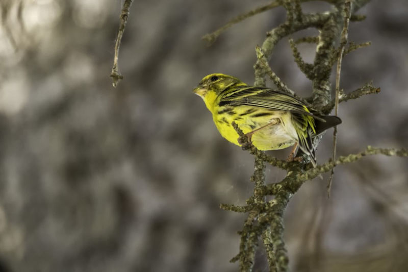 Serin cini